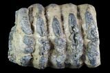 Partial Southern Mammoth Molar - Hungary #87546-3